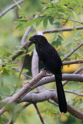 Grove-Billed Ani