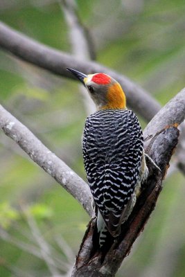 Golden-fronted Woodpecker, Melanerpes aurifrons