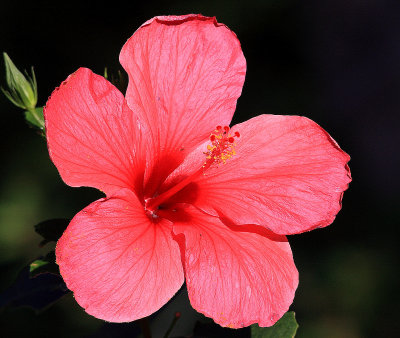 Hibiscus from Our Front Yard