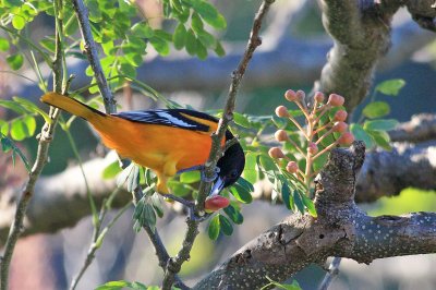 Baltimore Oriole, Icterus galbula