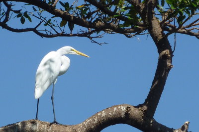 Egret... Shore Of Lake Nicaragua