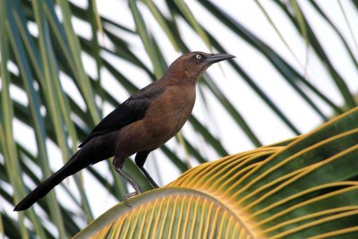   Great-tailed Grackle (female)