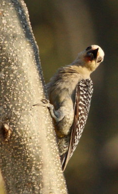 Golden-fronted Woodpecker, Melanerpes aurifrons