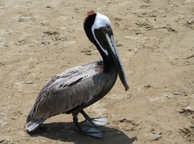 Pelicans in Panama