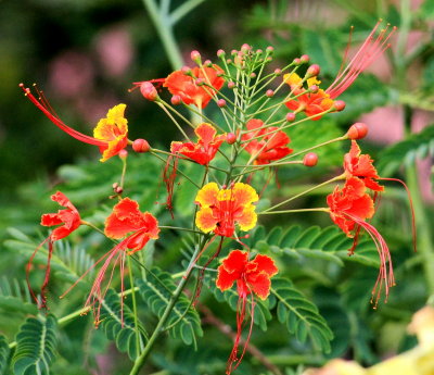 Caesalpinia Pulcherrima or Pride of Barbados