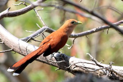 Squirrel Cuckoo, Piaya cayana