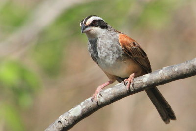 Stripe-headed Sparrow,  Aimophila ruficauda
