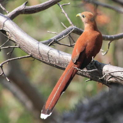 Squirrel Cuckoo, Piaya cayana