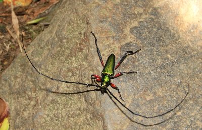Longhorn beetle (Cerambycidae)