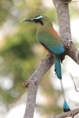 IMG_7066motmot.JPG