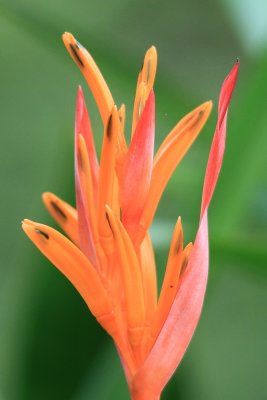 Heliconia