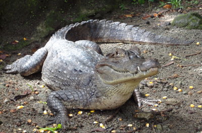 Caiman