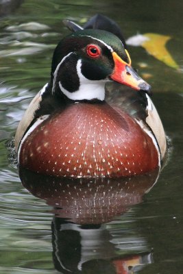 Wood Duck