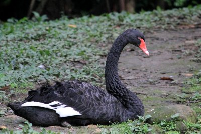 IMG_0433bswan.JPG