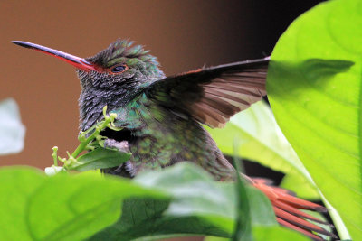 Black-throated Mango (Anthracothorax nigricollis)