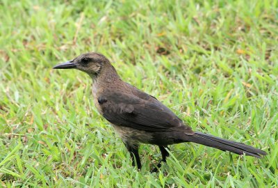Great-tailed Grackle (Juvenile)