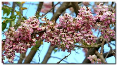 Wintertime Blossoms