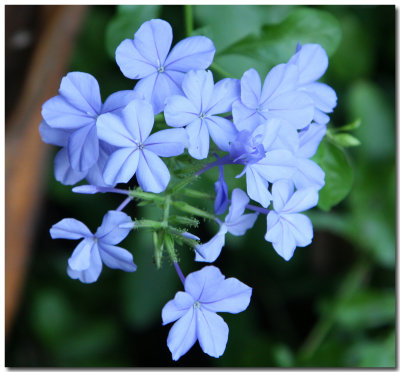IMG_0136 blue flower .jpg
