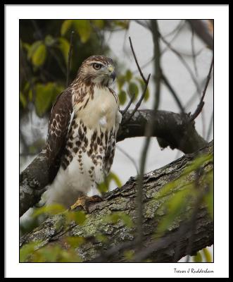 Red Tailed Hawk (juvenile)