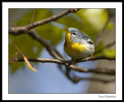 Northern Parula Warbler (female)