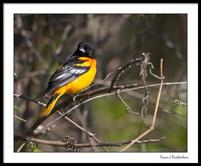 Baltimore Oriole (male)