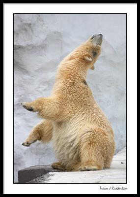 The Polar Stretch!