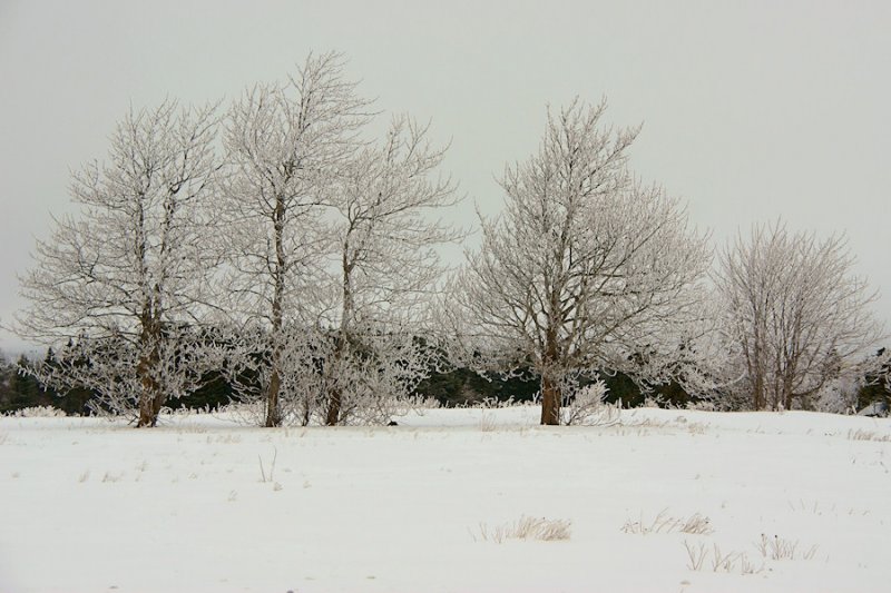 DSC06214 - Frosty Trees