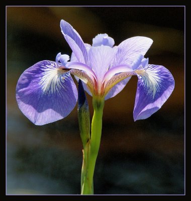 DSC03791 - Blue Flag Iris