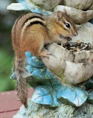 DSC03913 - Dinner Guest