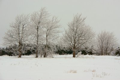 DSC06214 - Frosty Trees