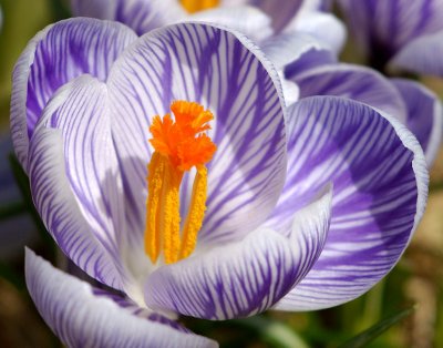 DSC06703 - Blue Tiger Crocus