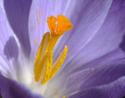 Crocus 027