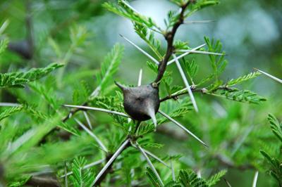 whistling acacia tree detail