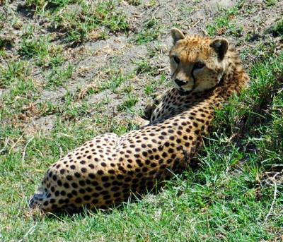 resting cheetah
