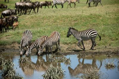 zebra reflections