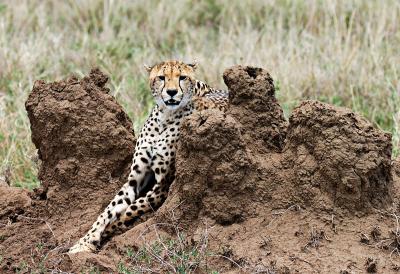 cheetah on a termite mound