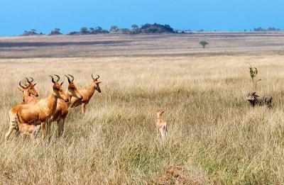 standoff between hartebeests and warthog