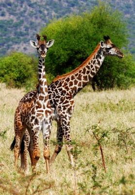 young giraffes