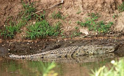crocodile in the Grumeti river