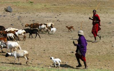 Masai goatherders