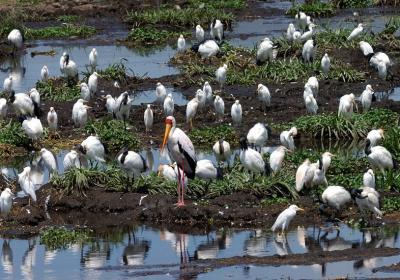Yellow-billed Stork and friends