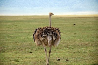 female Ostrich