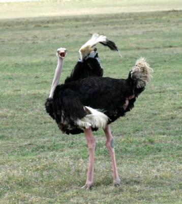 male Ostrich