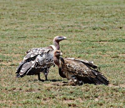 Vultures