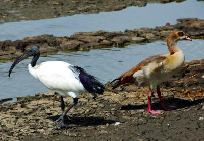 Sacred Ibis and Egyptian Goose
