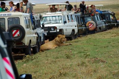 this lion caused a real traffic jam
