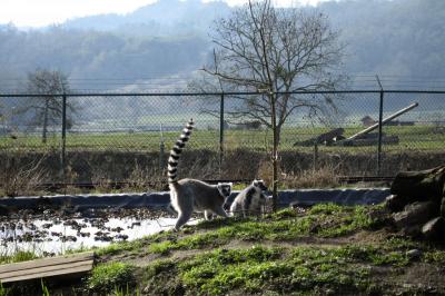 Ring-tailed lemurs