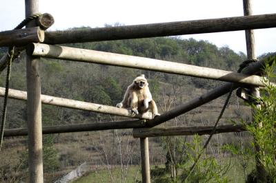 White-handed gibbon