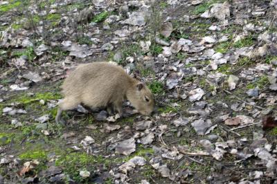 Capybara