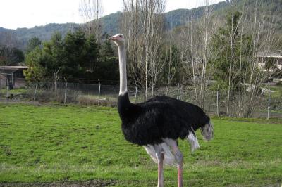 Ostrich
